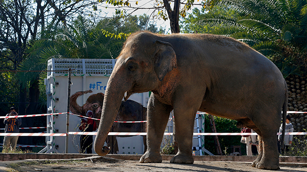 Elefant Kaavan