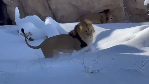 Löwen im Schnee im Zoo von Denver