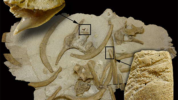 Fossile Seekuhknochen aus der Steiermark mit Tigerhai-Bissspuren