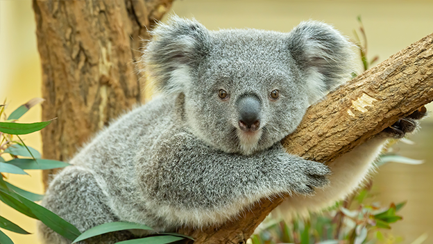 Koala-Nachwuchs feiert ersten Geburtstag