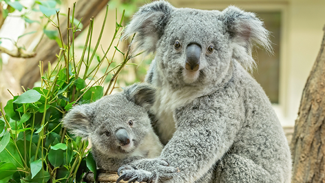 Koala-Nachwuchs feiert ersten Geburtstag