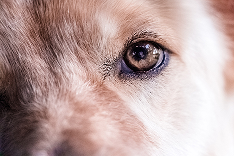 Hund Closeup