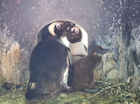 Zoo Brillenpinguin-Küken Salzburg Nachwuchs