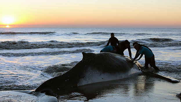gestrandete Buckelwale in Argentinien
