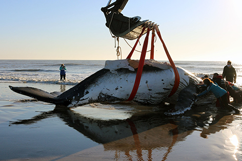 gestrandete Buckelwale in Argentinien
