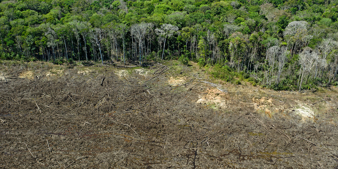 Abholzung des Regenwalds im Amazonas