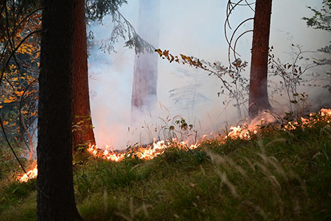 Grafik Waldbrand Raxgebiet