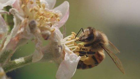 Film Dokumentation "Tagebuch einer Biene