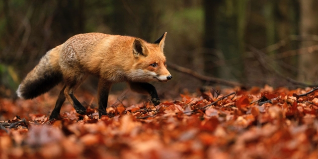 Ein Fuchs streift durch das Laub