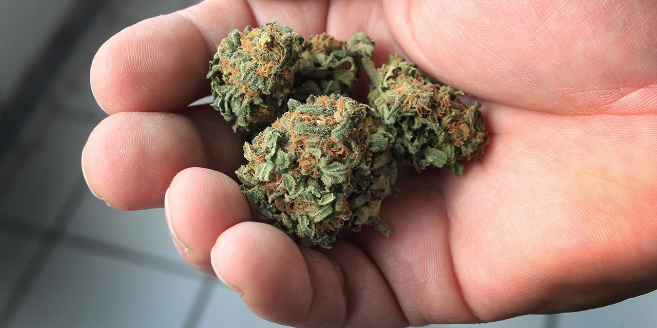 Hand mit getrockneten Cannabis Blüten