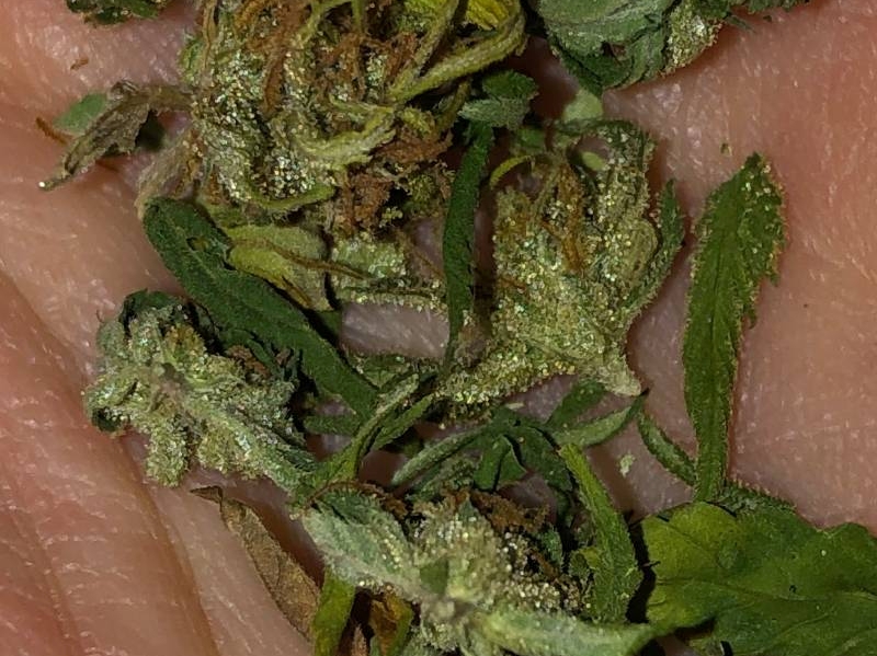 Cannabis THC Blüte