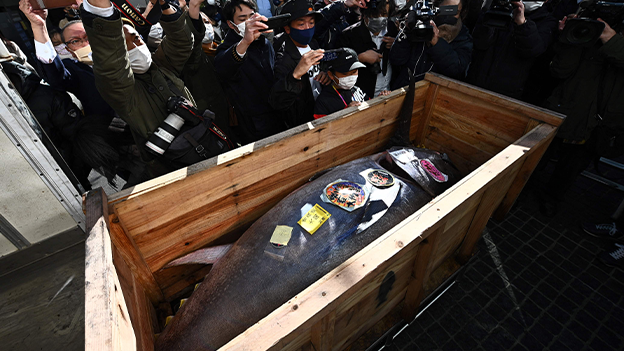 Thunfisch Auktion Tokio