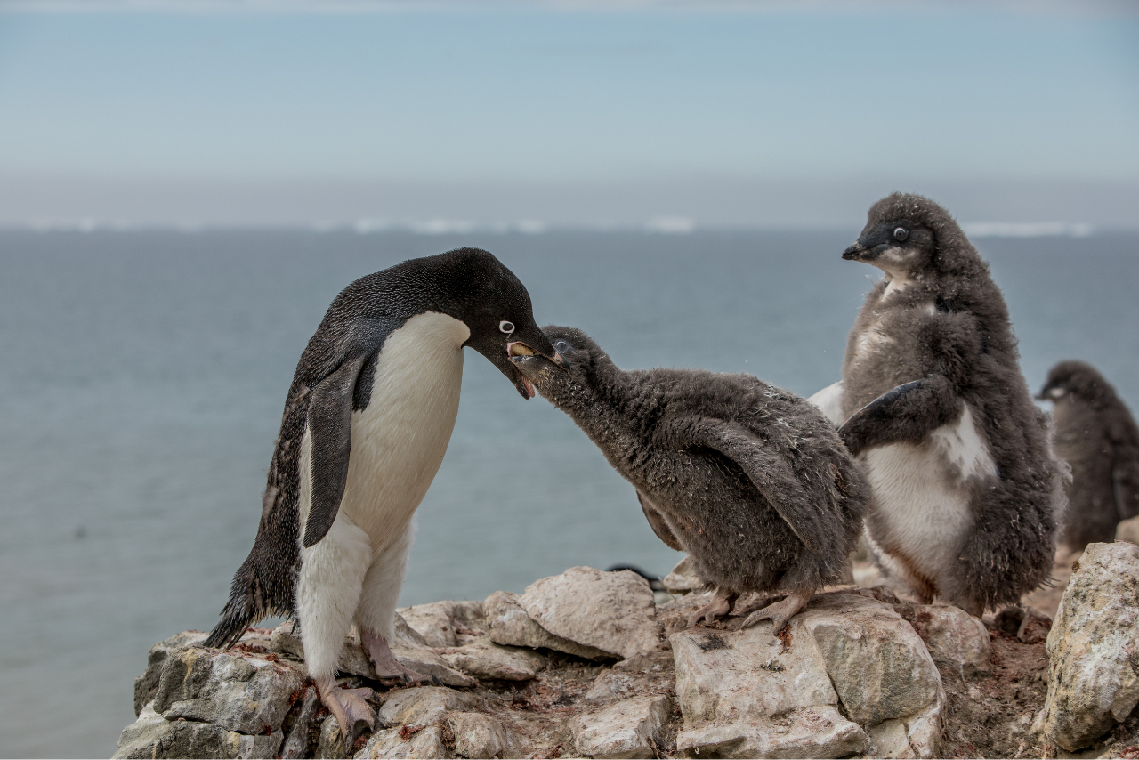 Penguins feeding