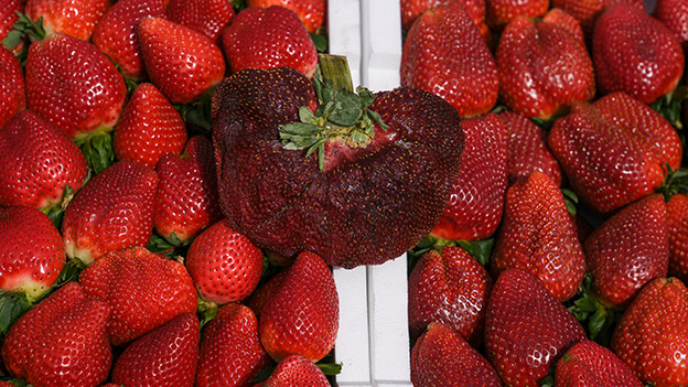 Die größte Erdbeere der Welt