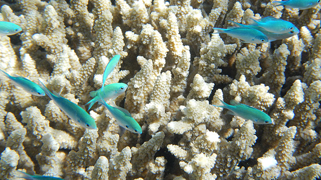 Fische schwimmen vor Korallen