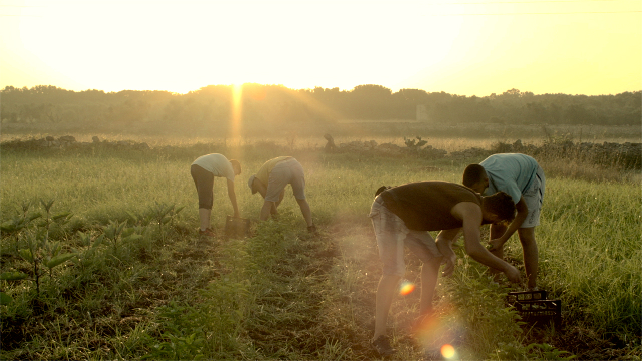 Ein paar Freunde arbeiten auf einem Feld in Apulien, die Sonne geht auf. Szene aus der Doku "Restanza" von Alessandra Coppola.
