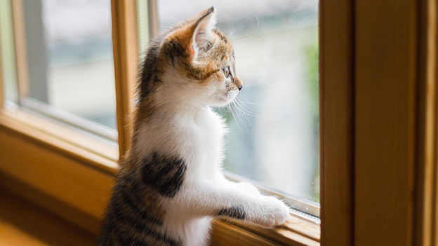 Katze schaut durch ein Fenster
