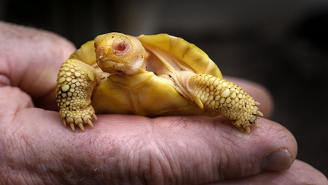 Albino-Galapagos-Schildkröte