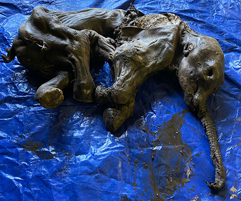mumifiziertes Wollmammut-Baby