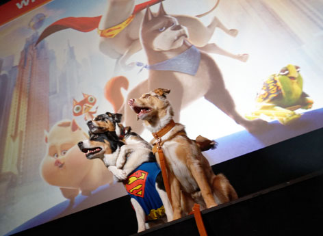 Hunde in Superhelden-Capes