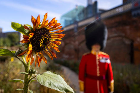 Blume beim Tower of London