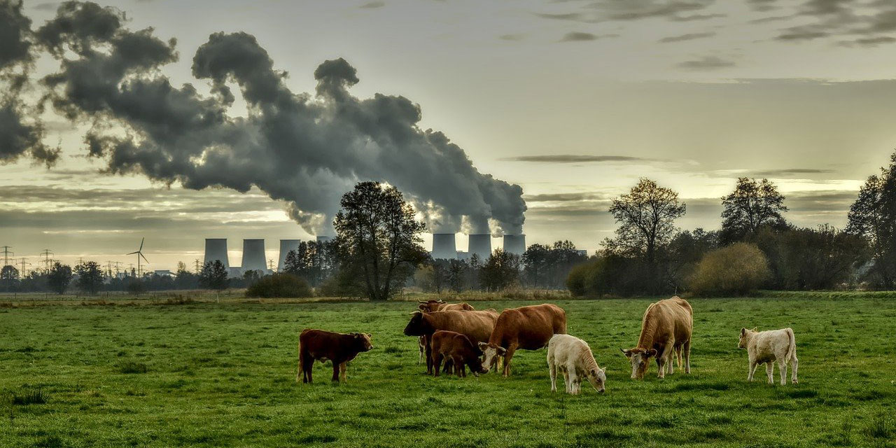 Kühe vor den rauchenden Kühltürmen eines Kraftwerks