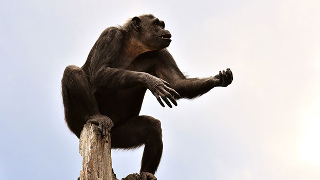 Schimpansen trommeln in eigenem Beat