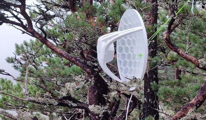 Eine Satellitenschüssel im Baum
