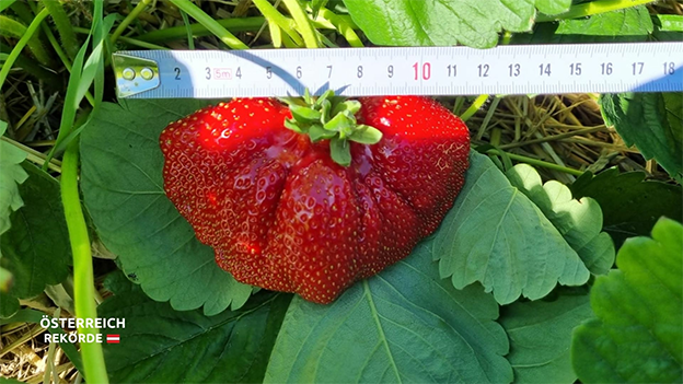Österreichs größte Erdbeere 2022