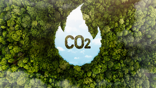 Wald CO2