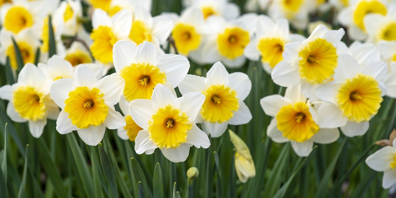 Gelb-weiße Frühlingsblumen