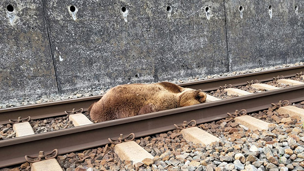 Toter Bär auf den Zuggleisen