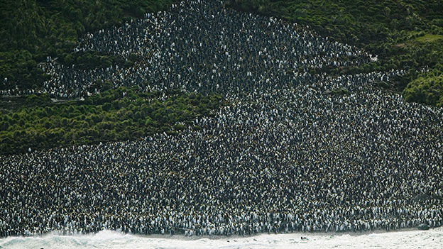 Pinguine in Australien