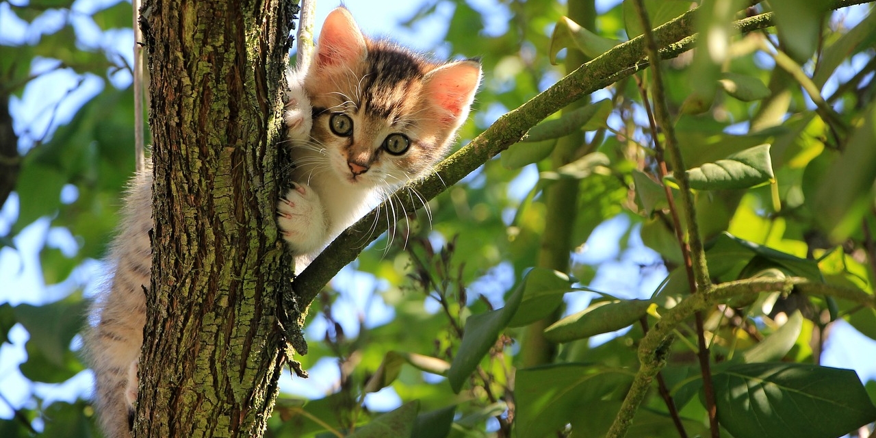 Katzenbaby sitzt in einem Baum