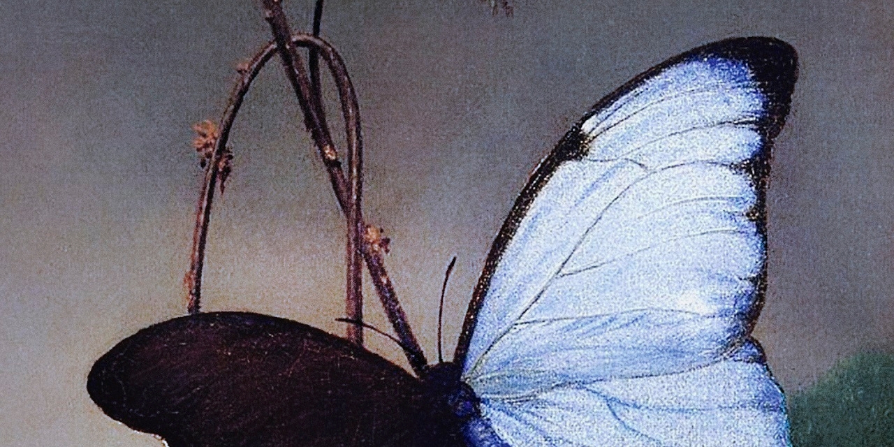 Drifter von Ulrike Sterblich: Cover - ein gemalter Schmetterling auf einer Pflanze