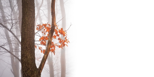 Baum im Herbst im Nebel