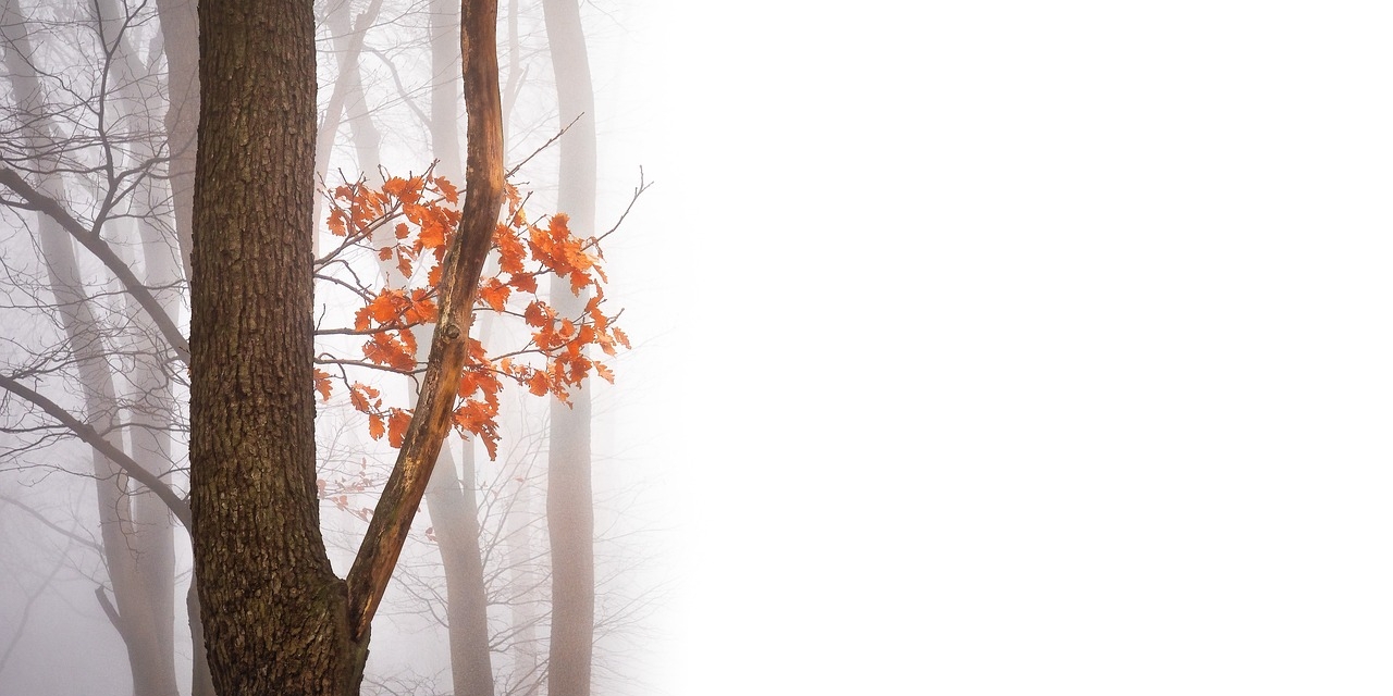Baum im Herbst im Nebel