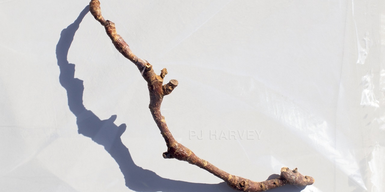 PJ Harvey "I inside the old year dying" Album Artwork