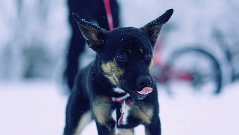 Hund im Schnee an der Leine