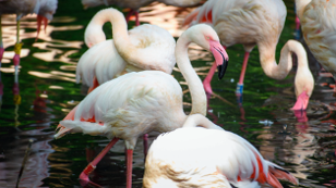 Ingo der Flamingo in der Sonne