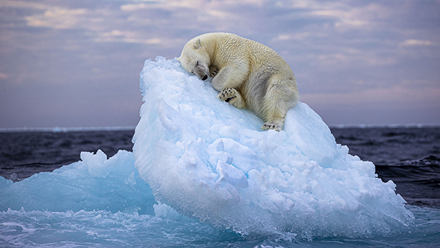 Eisbär schläft auf Eisberg