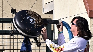 Ein Bienen-Profi entfernt einen Schwarm beim Tennis-Turnier in Indien Wells