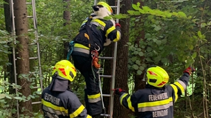 FF Berndorf Katze von Baum gerettet
