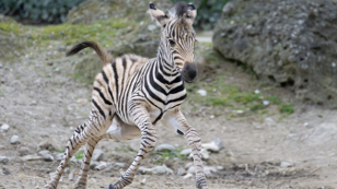 Zebra Babys im Tiergarten Schönbrunn